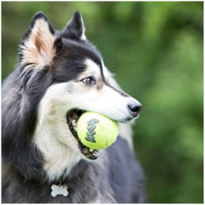 KONG Air Dog Squeaker Tennis Ball X-Large – 1 Pack – Pack of 4